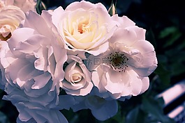 花,開花,盛開