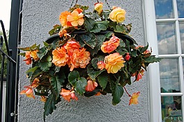 鮮花,首頁,花園