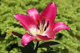 美洲,花卉,春