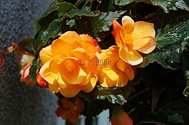 鮮花,首頁,花園