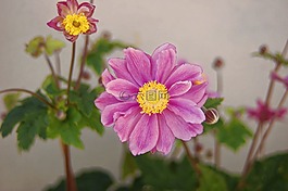 鮮花,首頁,花園