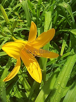 鮮花,黃色花,大自然