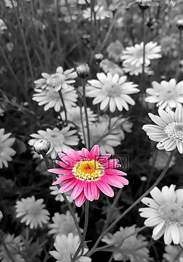 花,鮮花,羅莎