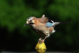 杰伊 ·,鳥,豐富多彩