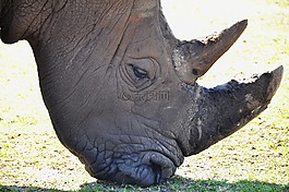 犀牛,動(dòng)物園,動(dòng)物