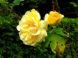 玫瑰,黃色,花園
