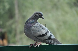 鴿子,鳥,翅膀