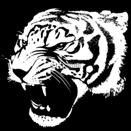 動(dòng)物,貓,發(fā)現(xiàn)