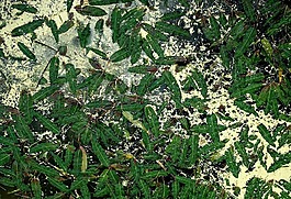 污染,森林,水