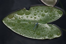 葉子,浮動,一滴水