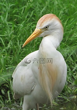 鳥,條例草案,水禽