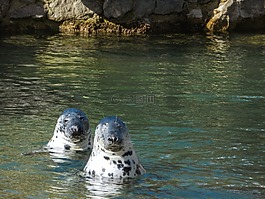 動物園,海豹,水