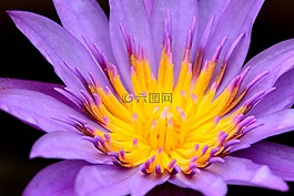 蓮花,睡蓮,植物區(qū)系