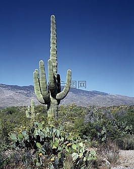 仙人掌,saguaros,水華