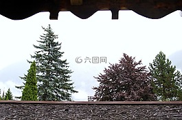 冷杉,樹,性質(zhì)