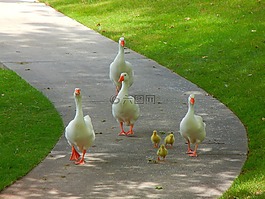 鳥,鵝,自然