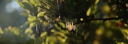 背景,蜘蛛網(wǎng),一節(jié)