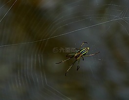 蜘蛛,web,自然