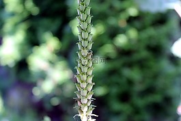 植物,花園,性質(zhì)