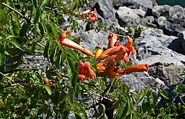 野生的小號的爬行,野花,花