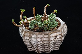 多肉,植物,園藝