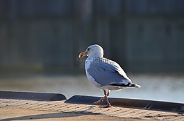 海鷗,澤福格爾,鳥