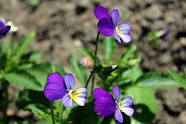 鮮花,紫羅蘭,植物