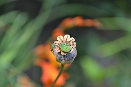 绿色盾牌 bug,最后阶段的女神,palomena 藻