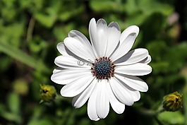 花,植物,性質(zhì)