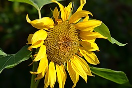 向日葵,黃色,花