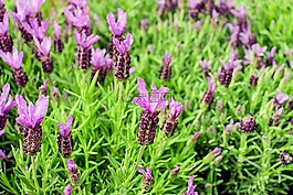 熏衣草,鮮花,紫