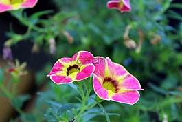 鮮花,植物,花園