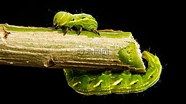 卡特彼勒,綠色,關閉