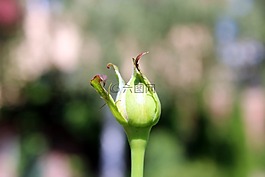 玫瑰,芽,玫瑰花蕾