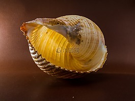 殼,蝸牛,外殼