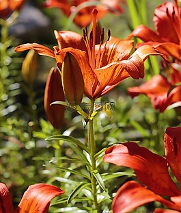 百合,花卉,花園