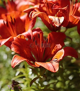 百合,花卉,花園