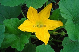 花卉,黄色,西葫芦