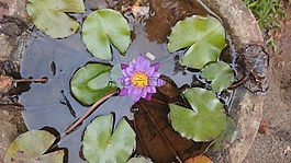 蓮花,花,自然
