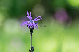 紫,花,野花