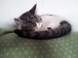 貓,小貓,親愛