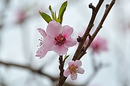 布盧姆,春天,性質(zhì)