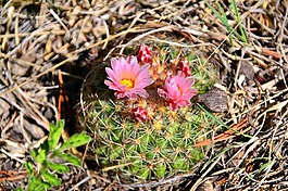 仙人掌,花,夏天