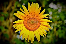 太阳花,花,黄色花