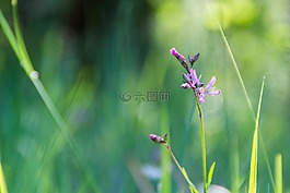 紫,花,太陽(yáng)