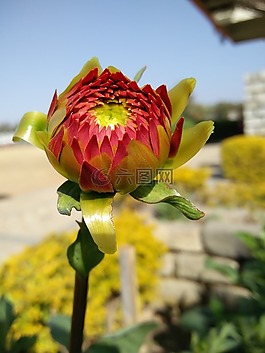 花,自然,植物區(qū)系