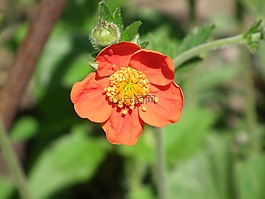 花卉,紅色,橙色