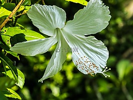 芙蓉,花,開花