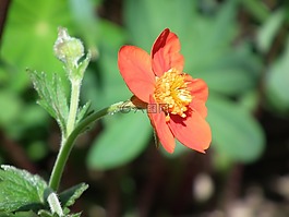 花卉,紅色,橙色