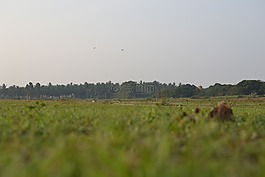 自然,環(huán)境,草